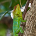 Nilgiri Forest Lizard - Photo (c) Karthik, some rights reserved (CC BY-NC), uploaded by Karthik