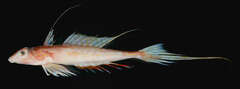 Palefin Dragonet photo 1
