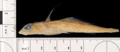 Palefin Dragonet photo 2