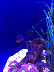 Hippocampus comes
