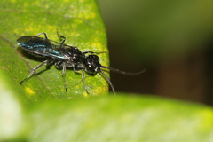 Dolichurus