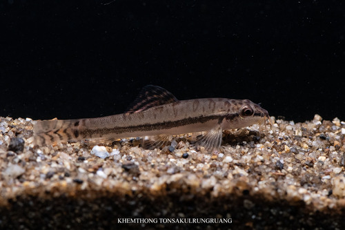 Black-lined Zipper Loach