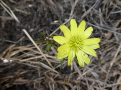 Ranunculus verticillatus