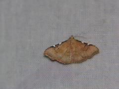 Corgatha dichionistis