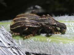 Anagotus oconnori