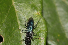 Dolichurus