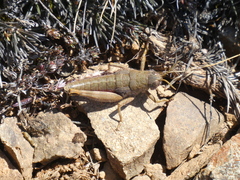 Brachaspis collinus