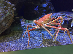 Macrocheira kaempferi