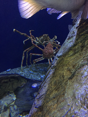 Macrocheira kaempferi