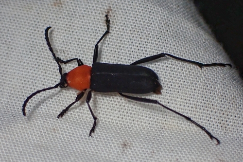 Pseudoeriphus robustus