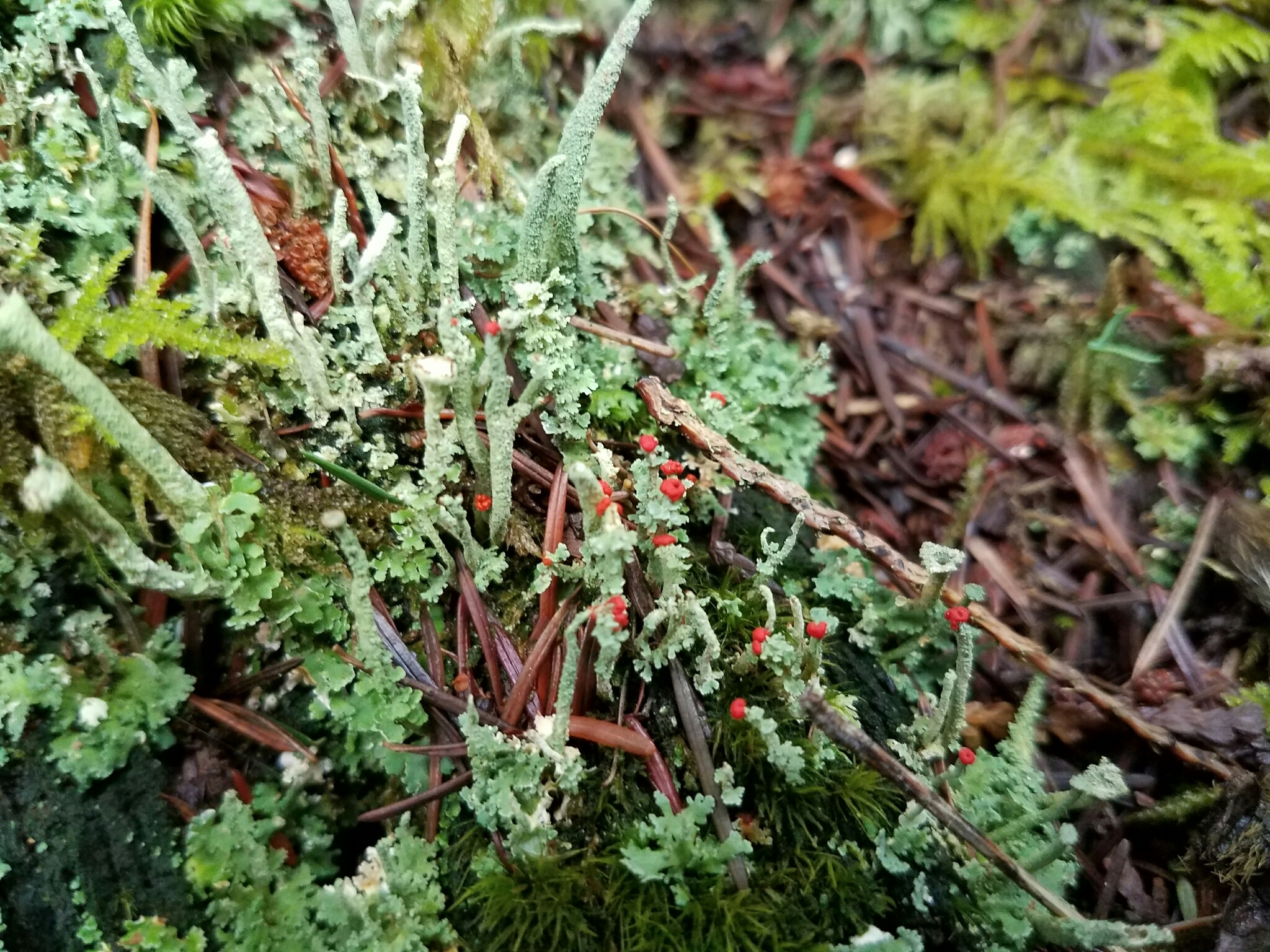 Cladonia image