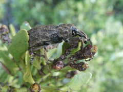 Anagotus
