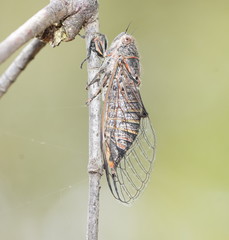 Atrapsalta encaustica