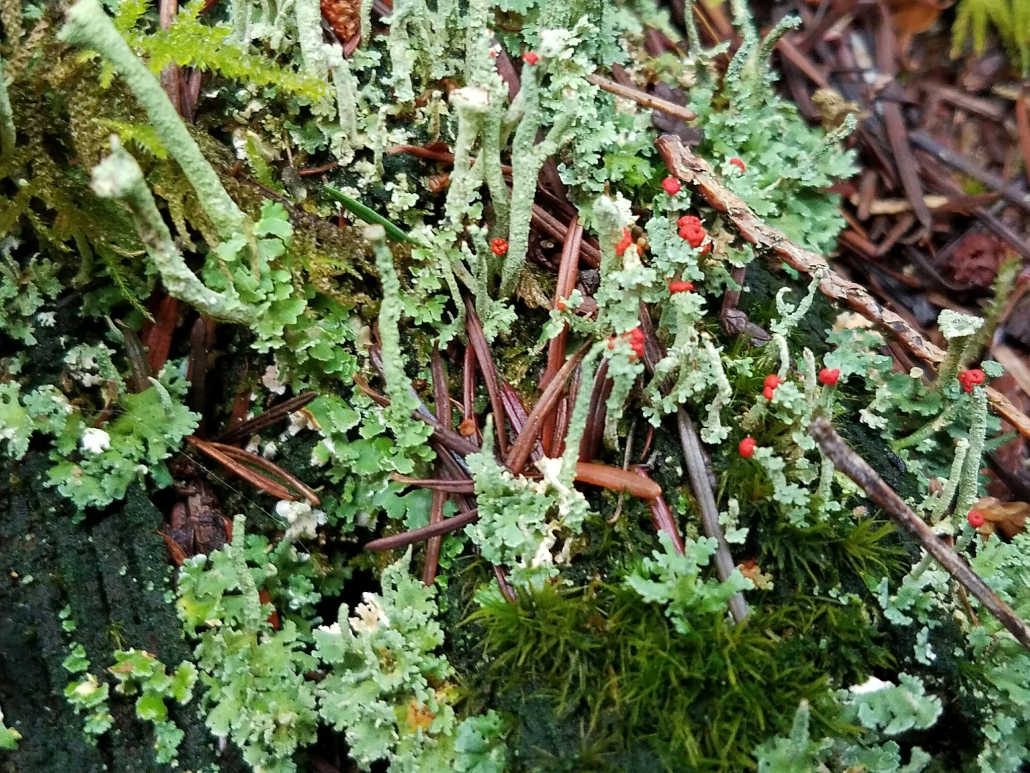 Cladonia bellidiflora image