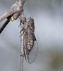 Atrapsalta encaustica