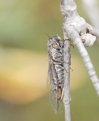 Atrapsalta encaustica