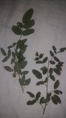Rhus pachyrrhachis