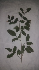 Rhus pachyrrhachis