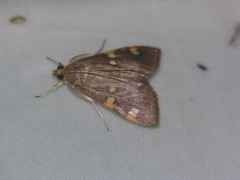 Rehimena leptophaes