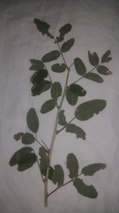 Rhus pachyrrhachis