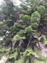 Araucaria