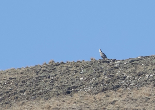 Caucasian Snowcock, Кусары, Азербайджан, photo 9 of 10