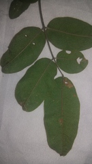 Rhus pachyrrhachis