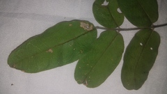 Rhus pachyrrhachis