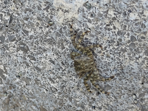 Marbled Crab (Pachygrapsus marmoratus)