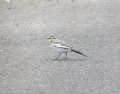Motacilla alba lugens