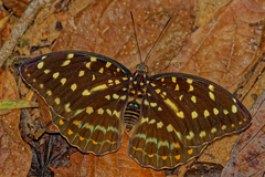 Lexias