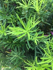 Podocarpus macrophyllus