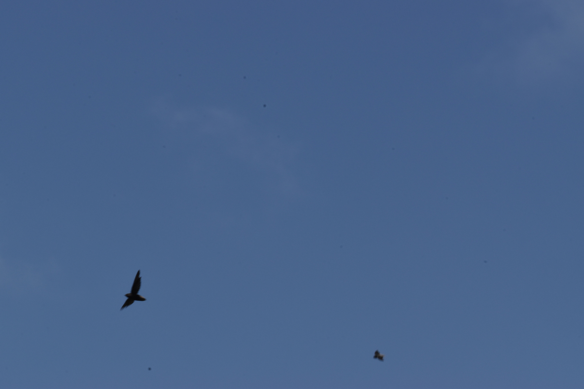 Short-tailed Swift (Chaetura brachyura), photo 8