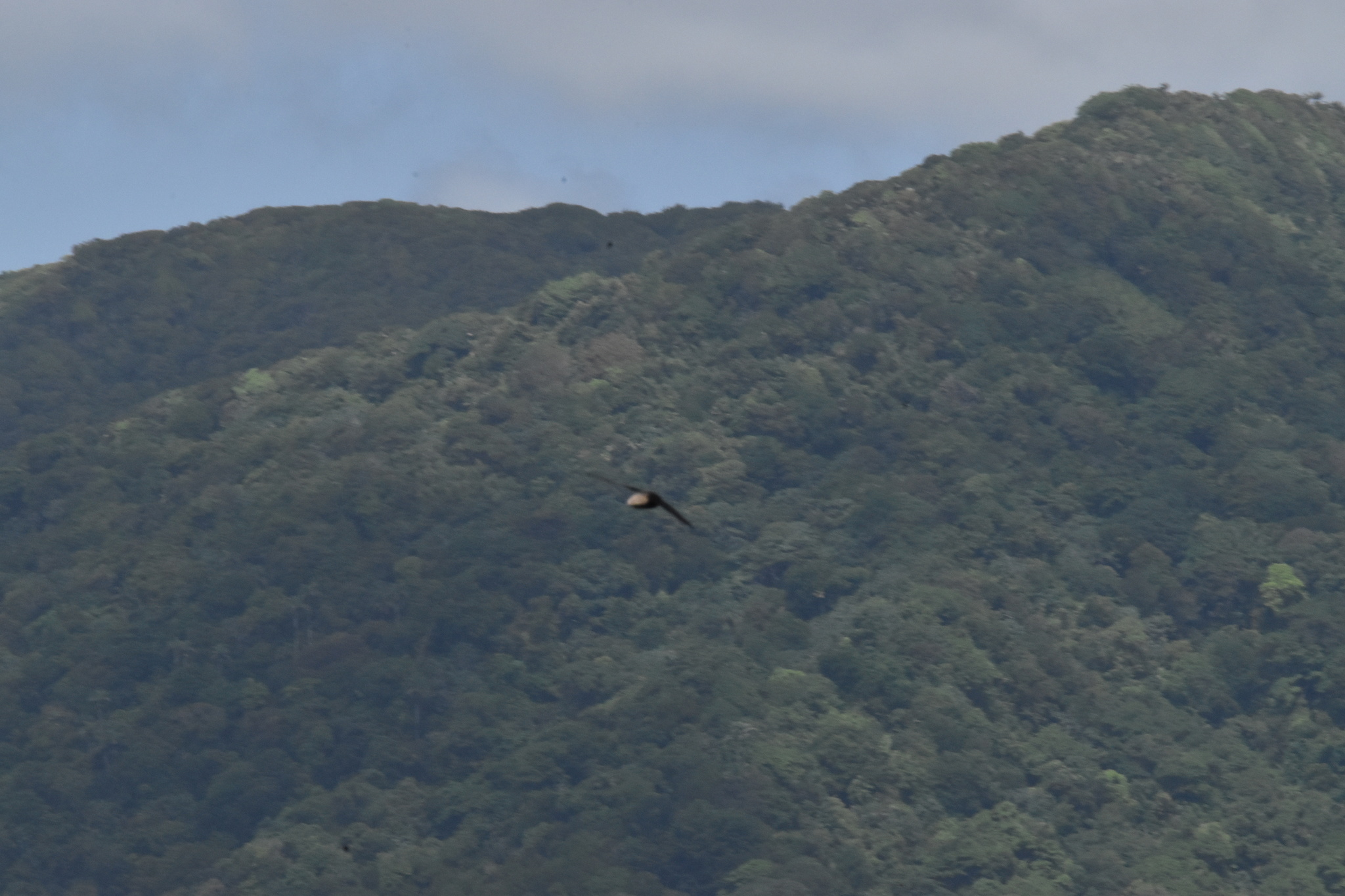 Short-tailed Swift (Chaetura brachyura), photo 9
