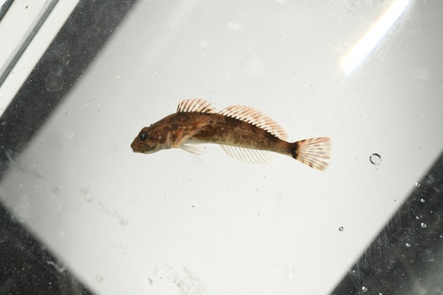 Shorthead sculpin (Cottus confusus) — Cottidae — 4