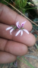 Pelargonium tabulare