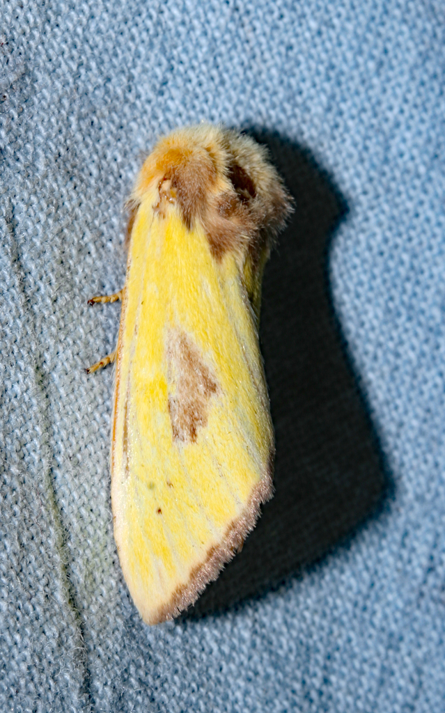 Antheua consanguinea
