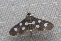 Bocchoris ciliata