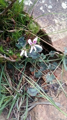 Pelargonium tabulare