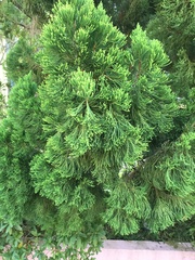 Juniperus chinensis
