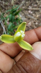 Albuca flaccida