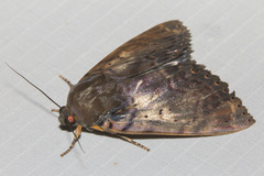 Arcte modesta