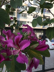 Bauhinia
