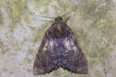 Arcte modesta