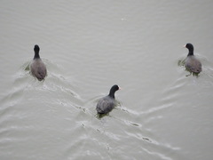 Fulica atra