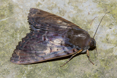 Arcte modesta