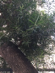 Magnoliopsida