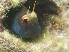 Biliton Blenniella photo 4