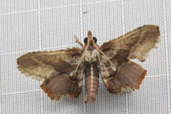 Proteinia pallifrons