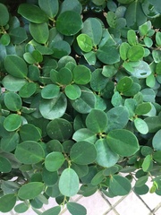 Magnoliopsida
